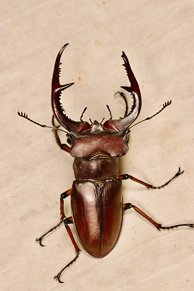 大明山深山锹甲 Lucanus deuveianusdeuveianus.jpg