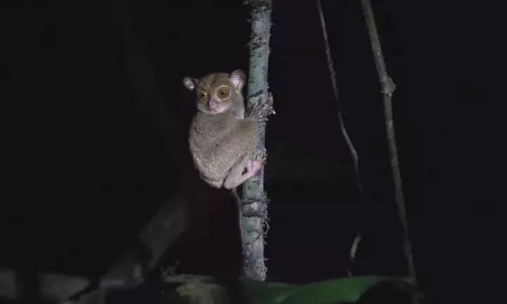 眼镜猴.jpg