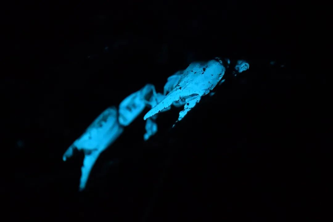 RDC中的雨林蝎（夜观时紫光灯下拍摄）.jpg