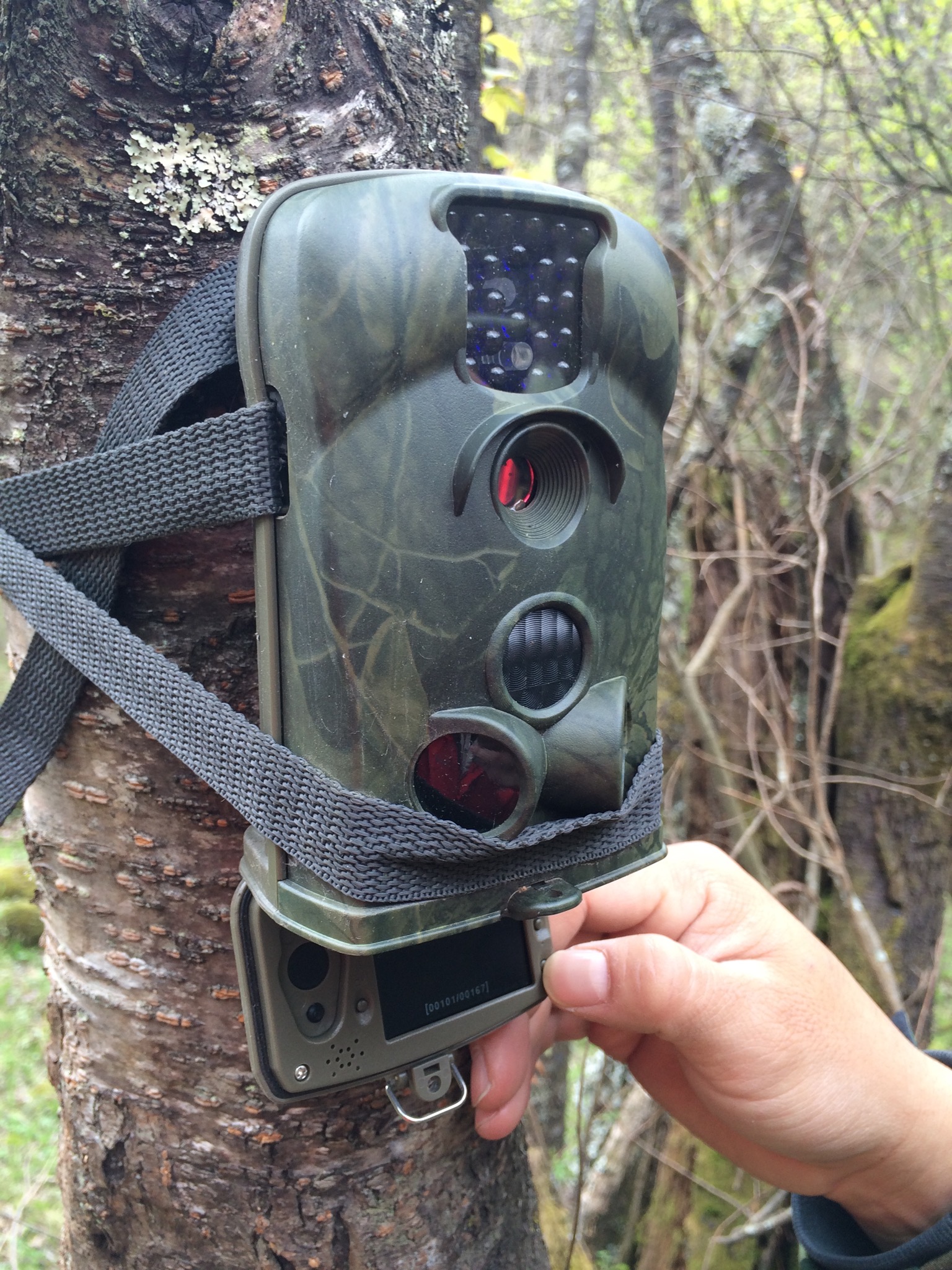 7月18日 | 单飞科研项目 · 卧龙大熊猫调查官征集计划启动!